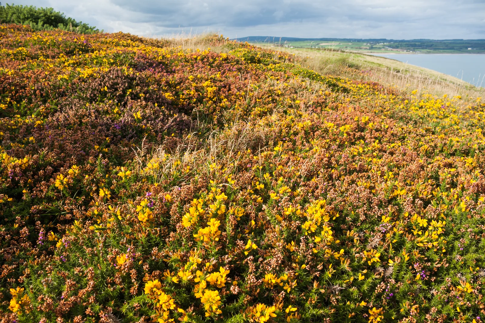 Ardmore Cliff Walk