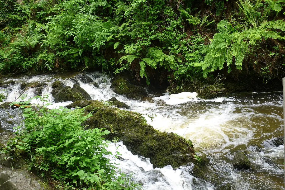 The Cabra River valley in Dún na Rí Forest Park near the Kingscourt trailhead